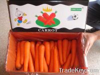 Sell carrots fresh