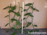 Vanilla cuttings