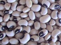 Vigna unguiculata Brazilian Beans