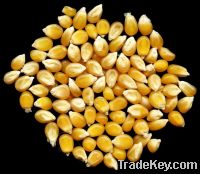  Maize | Maize Exporter | Corn Grain Seller | Maize Buyer | Bulk Maize Grain Importer | Corn bean Buyer | Corn bean Wholesaler | Corn Grain Manufacturer | Best Quality Corn Grain | Cheap Maize Supplier | Low Price Corn | Yellow Corn | White Cron | Baby Ma