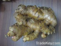 Sell Big SIze Fresh ginger