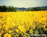 Sell Rapeseed Oil