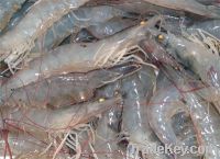 Sell Frozen PD vannamei shrimp