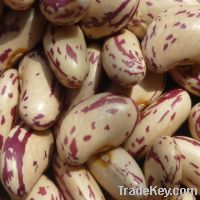 Sell Light Speckled Kidney Bean