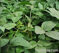 Sell Soybean Extract