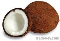 Sell Fresh Coconut
