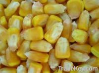 Maize | Maize Exporter | Corn Grain Seller | Maize Buyer | Bulk Maize Grain Importer | Corn bean Buyer | Corn bean Wholesaler | Corn Grain Manufacturer | Best Quality Corn Grain | Cheap Maize Supplier | Low Price Corn | Yellow Corn | White Cron | Baby Mai