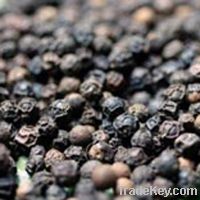 Sell Black Pepper 500/550