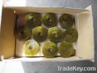 Sell coil wire nail