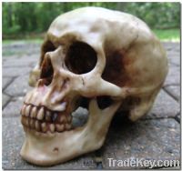 Human medical skull available