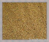 Sell Yellow millet Panicum