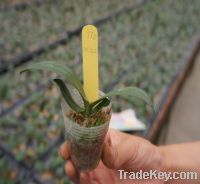 Wholesale phalaenopsis seeds