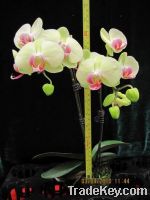 Orchid Phalaenopsis, Fresh Flower