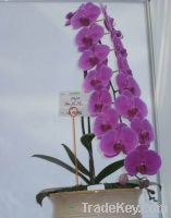 phalaenopsis orchid plant, phalaenopsis orchid