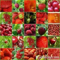 We sale Organic fruits and vegetables