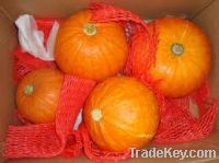 Top Quality Fresh Pumpkin