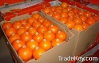 Fresh Valencia oranges