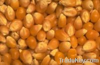 Maize | Maize Exporter | Corn Grain Seller | Maize Buyer | Bulk Maize Grain Importer | Corn bean Buyer | Corn bean Wholesaler | Corn Grain Manufacturer | Best Quality Corn Grain | Cheap Maize Supplier | Low Price Corn | Yellow Corn | White Cron | Baby Mai