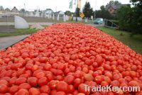 Fresh and tasty tomatoes for industry