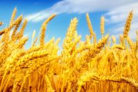 Wheat, Barley, Buckwheat, Yellow and White Corn