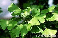 Sell Ginkgo Biloba Leaf Plant Extract