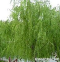 Sell White Willow Bark Plant Extract