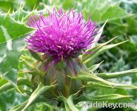 Sell Milk Thistle Plant Extract