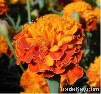 Sell Lutein Powder Marigold Plant Extract