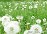 Sell Dandelion Plant Extract