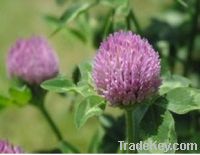 Sell Red Clover Plant Extract