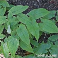 Sell Epimedium Sagittatum Plant Extract