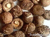 Sell Shiitake Mushroom Extract