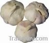 SELL:Chinese fresh and cold storage garlic