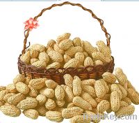 Sell peanut shell extract luteolin 98%