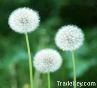 Sell Dandelion Extract Powder