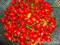 Sell cherry pepper