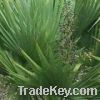 Sell Saw Palmetto Fruit Extract
