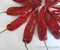 Sell yidu chilli