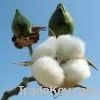 100% Raw Cotton , Cotton Oil , Cotton Seeds , Cottonseeds Hull