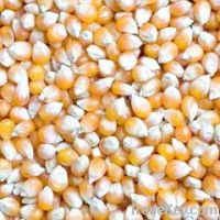 Yellow and White Maize