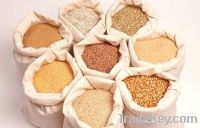 High quality Sorghum, millet and sunflowr seeds