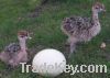 Ostrich chicks