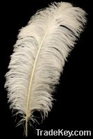 Ostrich Feathers, Peacock Feathers, Pheasant Feathers, Turkey Feathers