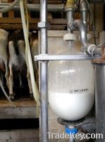 Pasteurized Goat Milk