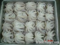 FROZEN WHOLE CLEANED OCTOPUS BIG SIZE WHOLE ROUND