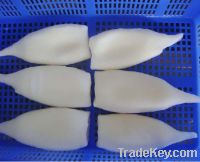 Scallop (dried or frozen)