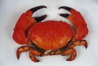 Sell Chilean Crab