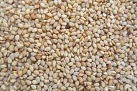 Sell Natural Sesame Seeds