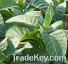 Whole leaf Tobacco