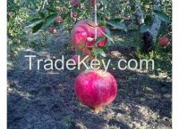 Fresh Egyptian Pomegranates